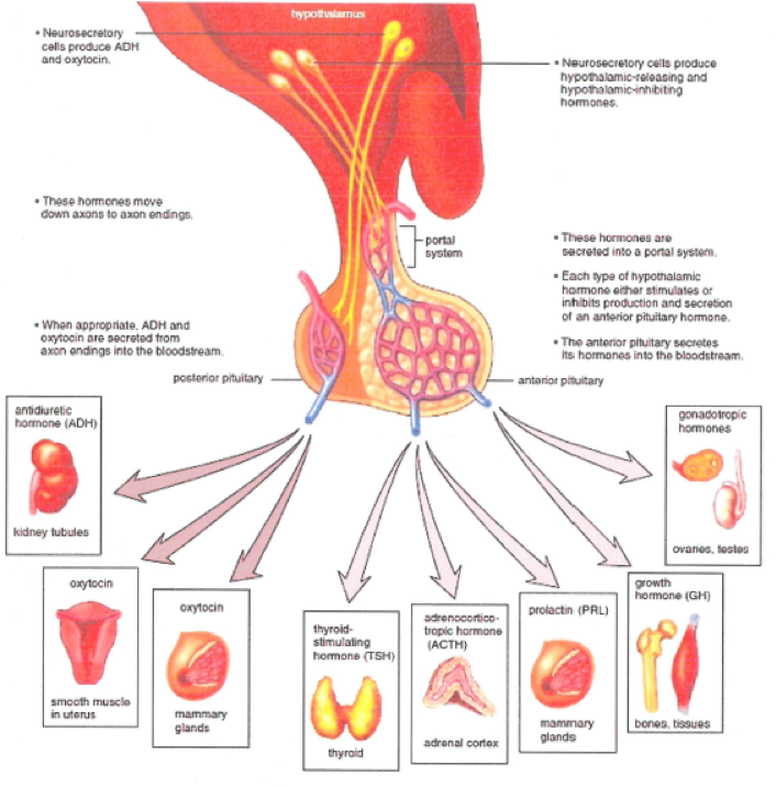 how-do-doctors-confirm-a-pituitary-gland-injury